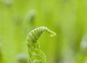 beautiful fern at the meadow