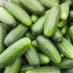 fresh cucumber.  Cucumber background