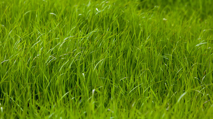 Background of a green grass. Green grass texture