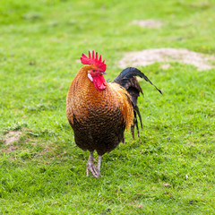 Fototapeta premium Rooster
