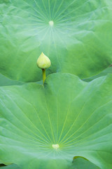 Big leaf of lotus and lotus flower.