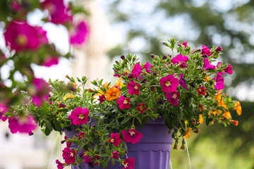 Beautiful bright potted flowers