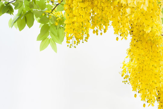 frame from yellow Golden shower flower isolate on white backgrou