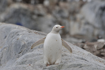 Gentoo Penguin white