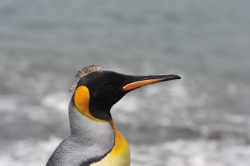 King penguin in South Georgia