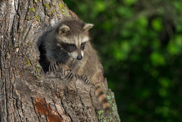 Young Raccoon (Procyon lotor) Clings to Tree