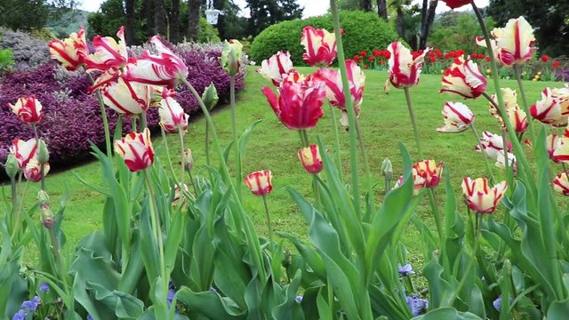 Colorful tulips and heather bloom on Lake Maggiore in the spring, Italy