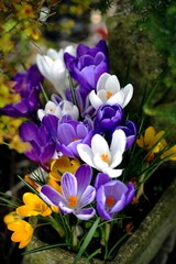 Fototapeta premium Sun on Crocus
