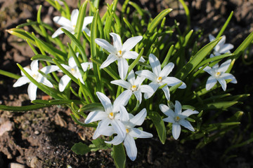 small white florets, the first spring flowers at the dacha