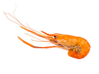 grilled shrimp ready to serve isolated