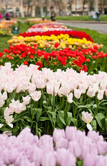 Pink tulips on beautiful flowerbed in spring in the city