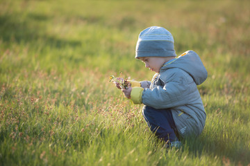 little boy in flowers field
