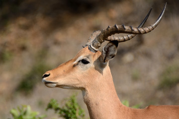 Impala ram sniffing the air signalling the start of the rutting season