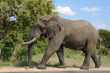 Fototapeta na wymiar Lone African Elephant bull walking peacefully past on his own mission