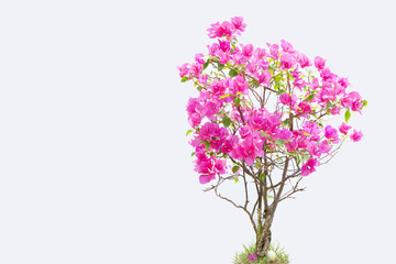 bougainvilleas isolated on white background.