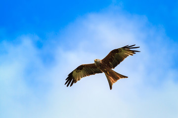 Obraz premium Red kite