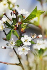 Orchard cherry blossom tree in spring outdoors