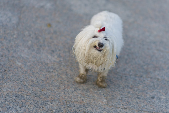Bich&oacute;n malt&eacute;s.