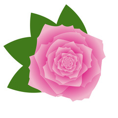 Pink vector rose on white background