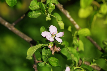 Obraz na płótnie Canvas Orchard apple blossom tree in spring outdoors