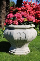 Hydrangeas pink in decorative flowerpot in Italy