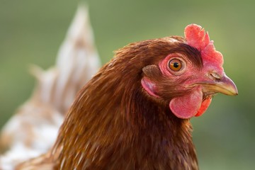 Braunes Haushuhn / Brown chicken