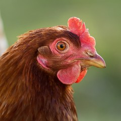 Braunes Haushuhn / Brown chicken