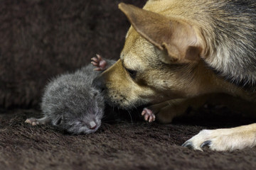 dog and baby cat