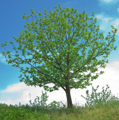 Fototapeta premium Walnut Tree Spring