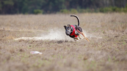 Hortaya borzaya dogs running. Coursing, passion and speed
