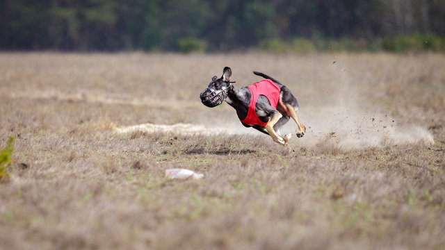 Hortaya borzaya dogs running. Coursing, passion and speed