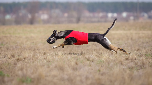 Hortaya borzaya dogs running. Coursing, passion and speed