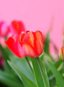 Tulip. Beautiful bouquet of tulip. Tulip spring flower. Tulip flower background. Nature background. Red tulip on pink background.