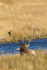 Bull Elk Bedded