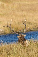 Bull Elk Bedded