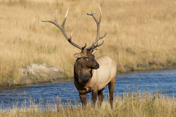 Naklejka na ściany i meble Bull Elk by a River