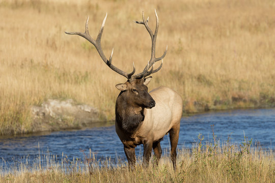 Bull Elk by a River