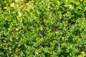 Fototapeta na wymiar Fresh parsley leaves growing in sunlight.