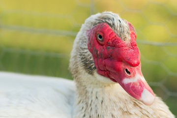 Portrait einer männlichen Warzenente / Portrait of a 

male wart duck