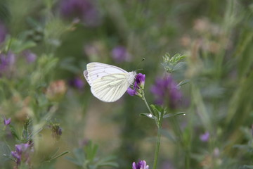 Papillon butinant dans une prairie