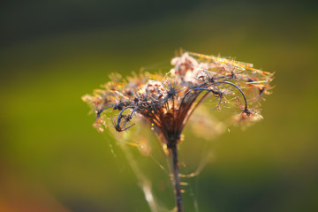 Dried flowers and plants on a background sunset.