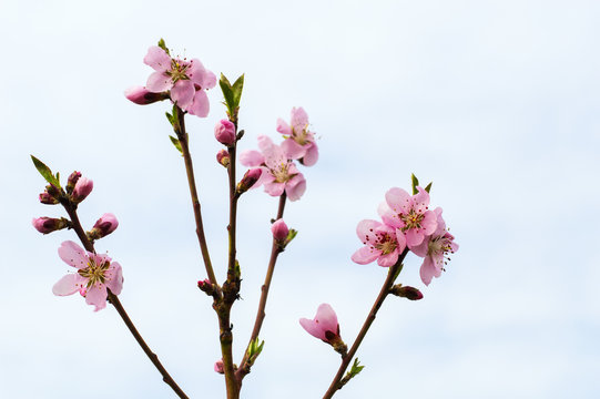 Blooming peach tree in the garden background