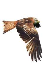Red kite (Milvus milvus)