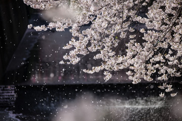 目黒川の桜吹雪