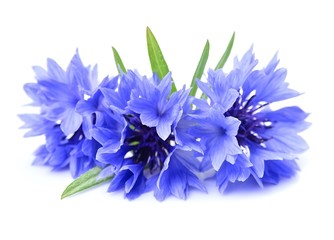 Cornflower
