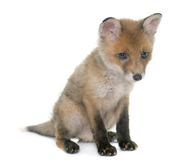 fox cub in studio