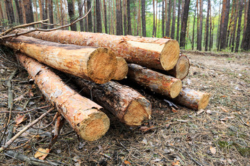 pine logs in forest