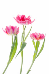 Tulpen verschiedene rosa