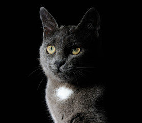 cute grey cat
