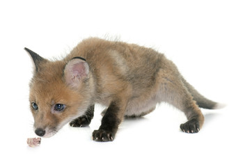 fox cub smelling in studio